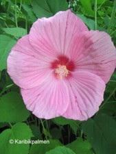 Hibiscus mos. 'Oak Pink' -