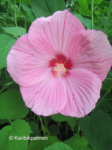 Hibiscus mos oak pink - hibiscus,