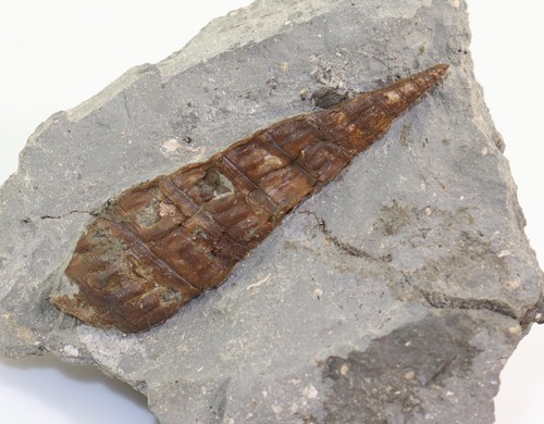 Schnecke pseudokatosira - schnecke,,