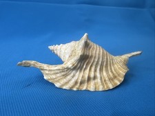 Strombus gallus Muschel 14cm Lobatus Natur Deko Antillen Karibik Sammlerstück