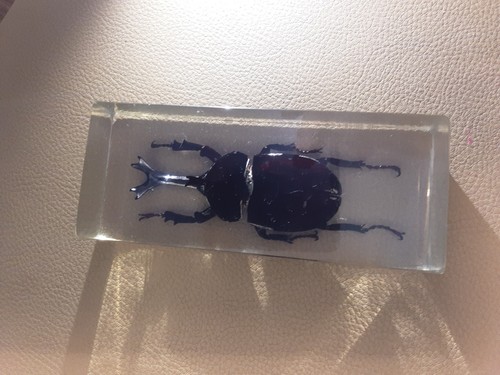 Mini biest hirschkäfer ohne - biest,