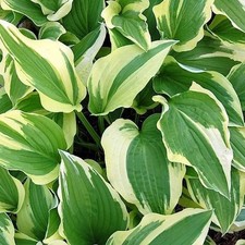 Funkie antioch hosta - funkie,