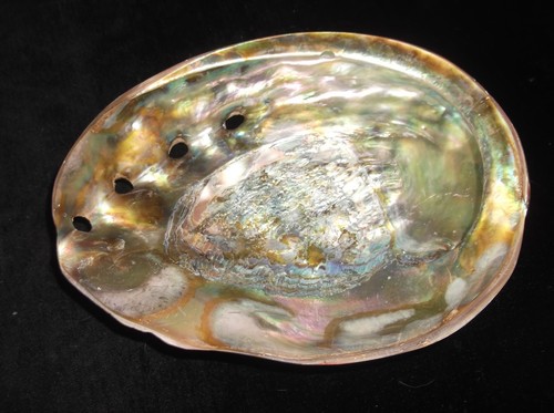Sammlerstück abalone muschel - abalone,