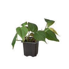 Philodendron 'Velvet' •