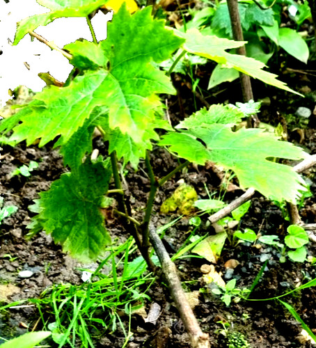 Weinrebe weintraube perle von - weinrebe,weintraube,perle,