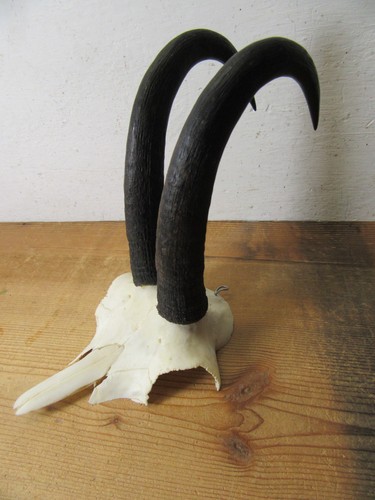 Gams gamsbock gämse - gamsbock,