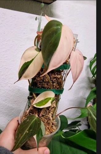 Philodendron micans pink - philodendron,