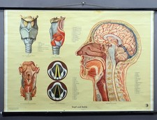 Schulwandkarte Anatomie Rollbild Lehrtafel Poster Kopf und Kehle des Menschen