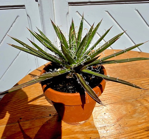 Agave americana schigidera - americana,