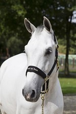 Back on Track Halfter Werano