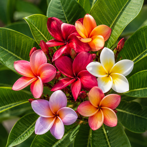 80001860 plumeria frangipani - plumeria,