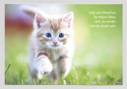 Postkarte katze - 1, ak