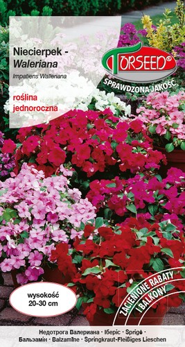 Samen von impatiens valerian - impatiens,