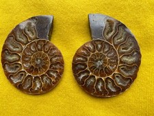 Ammoniten Paar Poliert Fossil Schnecke