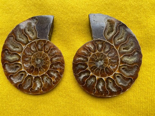 Ammoniten paar poliert - ammoniten, fossil