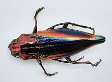 Buprestidae, Cyphogastra