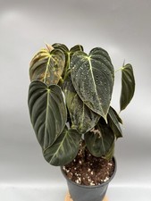 Philodendron micans variegated Aurea No. 1 ?