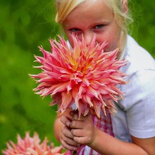 Dahlien Knollen Blumenzwiebeln