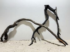 Schwarze / dunkle Moorwurzel