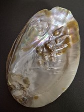 Tolle Perlmutt Muschel Schale