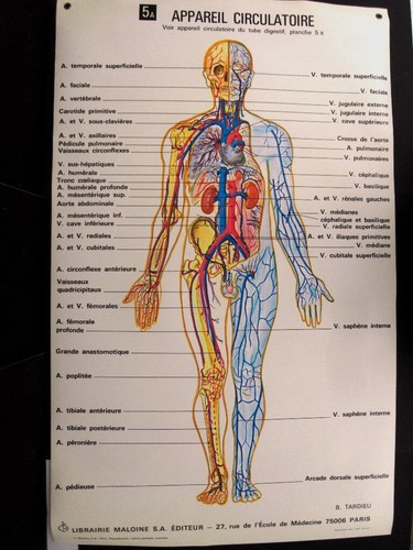 Medizin - medizin, (schule