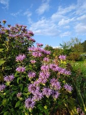 Bergamottmonarde monarda - bergamottmonarde, (monarda