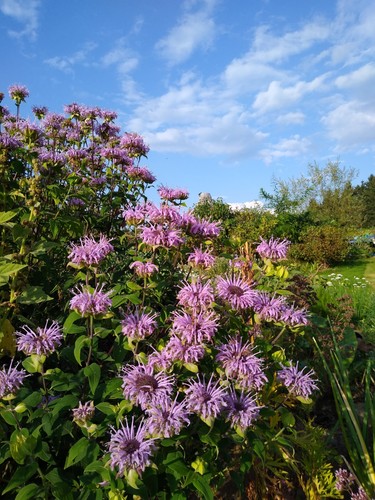 Bergamottmonarde monarda - bergamottmonarde, (monarda