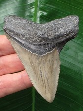 7,9 cm grauer Zahn des Megalodon - Hai Haizahn Fossil