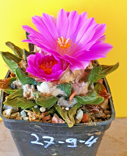 Alter ariocarpus - ,