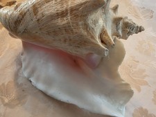 Riesenmuschel - ,