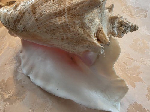 Riesenmuschel - ,