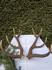 Abwurfstangen, 12-Ender vom