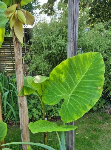 Leucocasia gigantea laosy - gigantea,