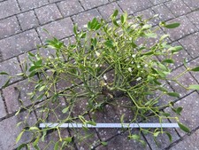 Mittelgroße Mistel am Zweig