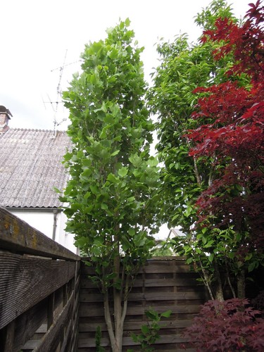 Liriodendron tulipifera