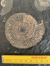 Ammonitenplatte Holzmaden