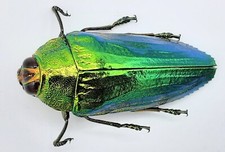 Buprestidae, Callopistus castelnaudi, A1, 38 mm, Malaysia #BP364
