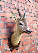 Rehbock Präparat Kopf-Schulter Reh Hirsch Geweih Jagd Deko