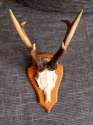 Trophäe jagdtrophäe - jagdtrophäe,