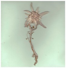 Echtes Edelweiß getrocknet