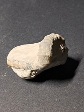 Fossil Versteinerung  Natur