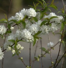 Chinesische zwergkirsche - chinesische,