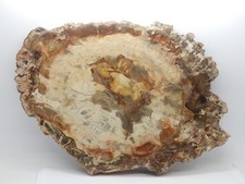 Versteinertes Holz Scheibe, beidseitig poliert, Madagaskar 32x22,5 cm ca 3,44 kg