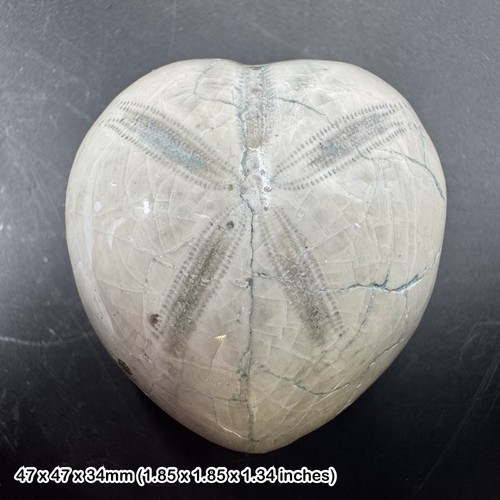Poliertes mikraster echinoid - mikraster,