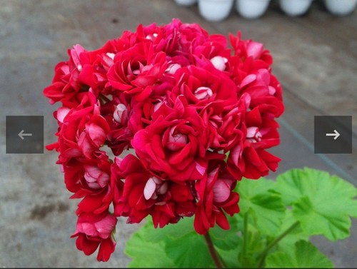 Geranie pelargonie gypsy - pelargonie,