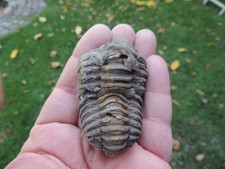 schöner Trilobit (Calymene)