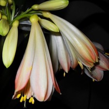 Samen von Clivie "Clivia x cyrtanthiflora" zur Aufzucht