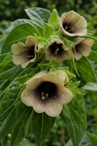 Hyoscyamus niger 5000 - 🌱, niger,