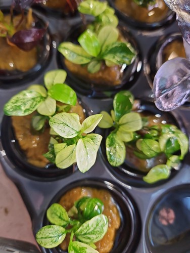 Anubias nana white - anubias,