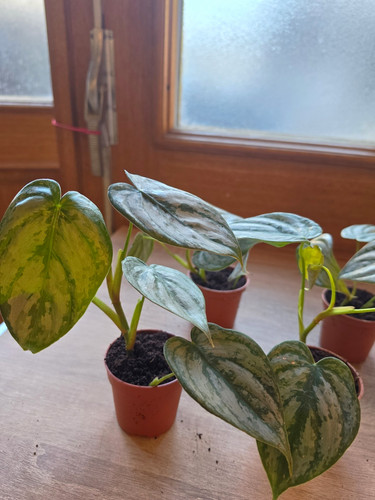 Philodendron brandtianum